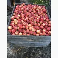 Реалізуєм яблука власного виробництва врожаю 2018 року, Черкаська обл.